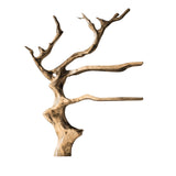 Arboreon Handcrafted Solid Wood Tree Wine Rack