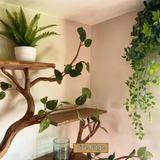 Arboris Botanical Handcrafted Tree Bookshelf - Timberustic Tree Bookshelf