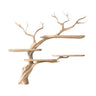 Asteroak Handcrafted Solid Wood Tree Bookshelf