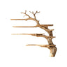 Wildwood Organic Solid Wood Tree Bookshelf